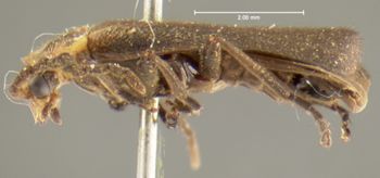 Media type: image;   Entomology 35079 Aspect: habitus lateral view